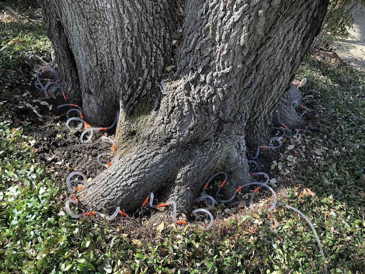 Detailed Tree Cabling and Bracing job site in Cambridge City