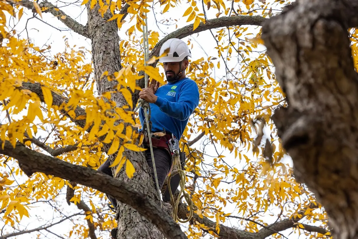 Skilled Storm Damage Cleanup crew working in Cambridge City