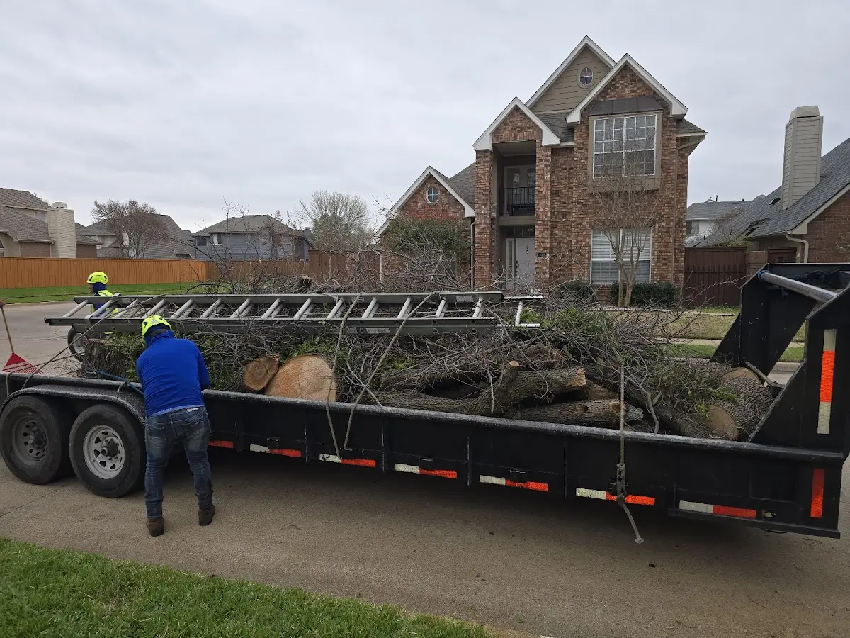 Expert Tree Fertilization with proper safety equipment in Cambridge City